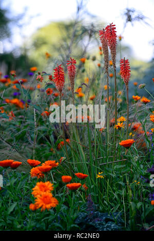 Echo Kniphofia rojo,geum totalmente mandarino,arancio fiori,fioritura combinazione,mix,miscelati,arancio,RM Floral Foto Stock