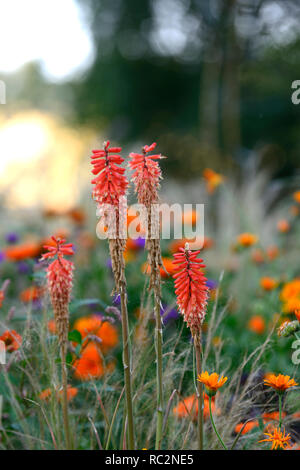 Echo Kniphofia rojo,geum totalmente mandarino,arancio fiori,fioritura combinazione,mix,miscelati,arancio,RM Floral Foto Stock