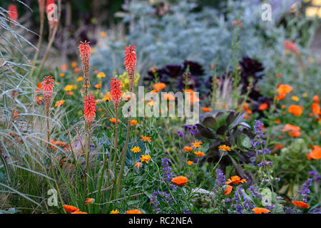 Echo Kniphofia rojo,geum totalmente mandarino,Linaria comporre park,Calendula principe indiano,aeonium,succulente,salvia,arancio fiori,fioritura combinazione,m Foto Stock