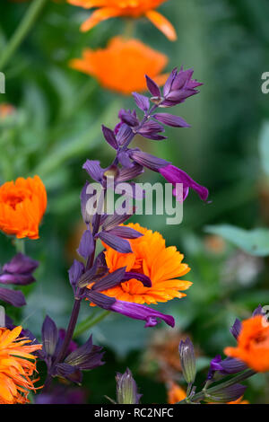 Calendula officinalis principe indiano,calendula,Le calendule,Salvia amore e auguri,viola,fiori,giallo salvias,mix,miscelati,combinazione,arancio fiori,flowe Foto Stock