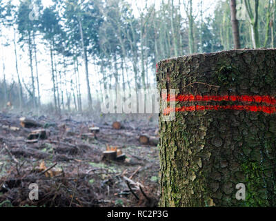 Europea di bosco misto con numerosi abbattere gli alberi, uno dei trunk in primo piano Foto Stock