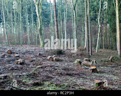 Europea di bosco misto con numerosi abbattere gli alberi Foto Stock