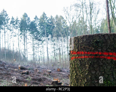 Europea di bosco misto con numerosi abbattere gli alberi, uno dei trunk in primo piano Foto Stock