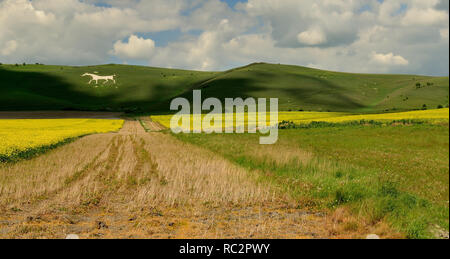 Alton Barnes White Horse, a Chalk carving sul lato della collina di latte. Foto Stock