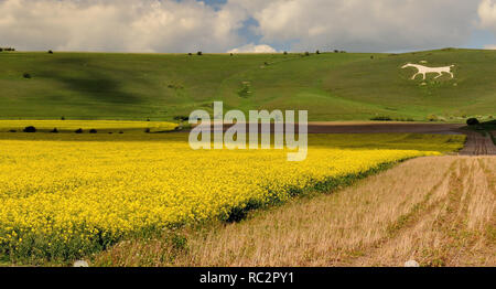 Alton Barnes White Horse, a Chalk carving sul lato della collina di latte. Foto Stock