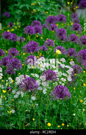 Astrantia Bo Ann,Allium Purple Rain,Renoncules,prato di fiori selvaggi,giallo bianco fiori viola,fioritura,mix,miscelati,combinazione,bed,confine,piantagione schem Foto Stock