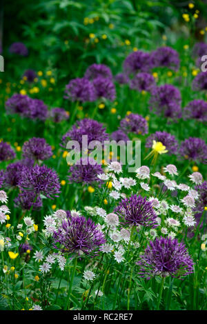 Astrantia Bo Ann,Allium Purple Rain,Renoncules,prato di fiori selvaggi,giallo bianco fiori viola,fioritura,mix,miscelati,combinazione,bed,confine,piantagione schem Foto Stock