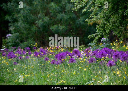 Allium Purple Rain,Buttercups,Wildflower meadow,giallo bianco fiori viola,fioritura,mix,misto,combinazione,letto,bordo,pianta schema,RM floreale, Foto Stock