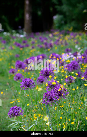 Allium Purple Rain,Renoncules,prato di fiori selvaggi,giallo bianco fiori viola,fioritura,mix,miscelati,combinazione,bed,confine,Schema impianto,RM floral,Hunti Foto Stock