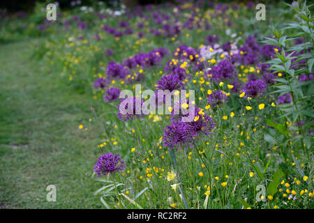 Allium Purple Rain,Buttercups,Wildflower meadow,giallo bianco fiori viola,fioritura,mix,misto,combinazione,letto,bordo,pianta schema,RM floreale, Foto Stock