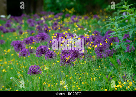 Allium Purple Rain,Buttercups,Wildflower meadow,giallo bianco fiori viola,fioritura,mix,misto,combinazione,letto,bordo,pianta schema,RM floreale, Foto Stock