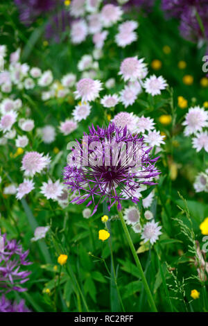 Astrantia Bo Ann,Allium Purple Rain,Renoncules,prato di fiori selvaggi,giallo bianco fiori viola,fioritura,mix,miscelati,combinazione,bed,confine,piantagione schem Foto Stock