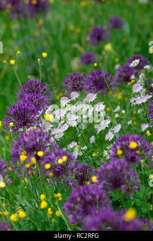 Astrantia Bo Ann,Allium Purple Rain,Renoncules,prato di fiori selvaggi,giallo bianco fiori viola,fioritura,mix,miscelati,combinazione,bed,confine,piantagione schem Foto Stock