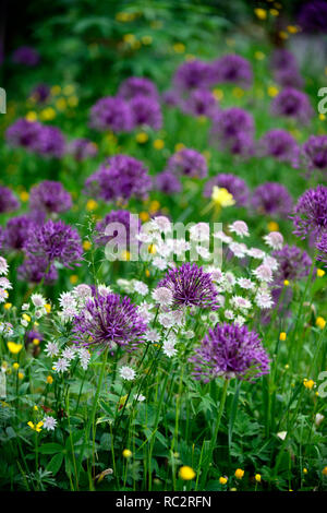 Astrantia Bo Ann,Allium Purple Rain,Renoncules,prato di fiori selvaggi,giallo bianco fiori viola,fioritura,mix,miscelati,combinazione,bed,confine,piantagione schem Foto Stock