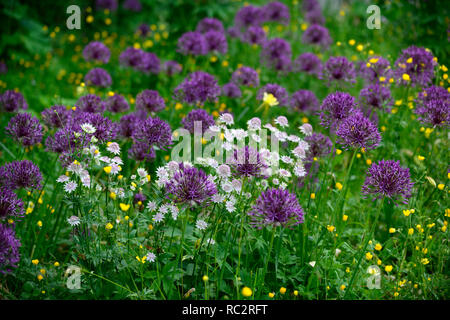 Astrantia Bo Ann,Allium Purple Rain,Renoncules,prato di fiori selvaggi,giallo bianco fiori viola,fioritura,mix,miscelati,combinazione,bed,confine,piantagione schem Foto Stock