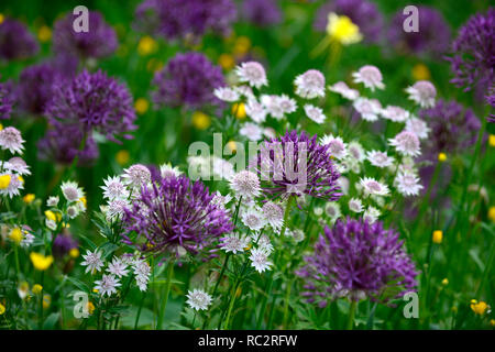 Astrantia Bo Ann,Allium Purple Rain,Renoncules,prato di fiori selvaggi,giallo bianco fiori viola,fioritura,mix,miscelati,combinazione,bed,confine,piantagione schem Foto Stock