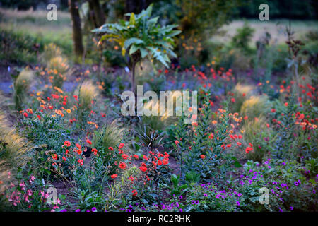 Alba la luce del sole,l'alba,geum scarlet tempets,geum totalmente mandarino,pseudopanax,geranio anne thomson,Stipa elegantissima,fiori,fioritura,mix,miscelati,co Foto Stock