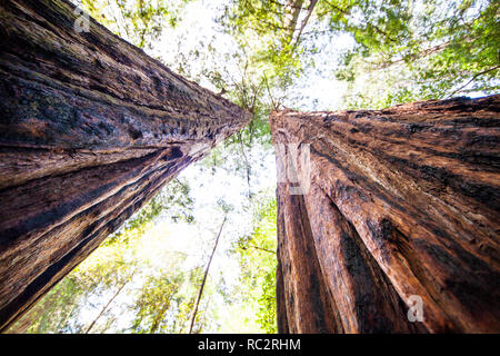 Cerca fino a giganteschi alberi di sequoia, Mt Tamalpais National Park, Marin County, California del Nord, Stati Uniti Foto Stock