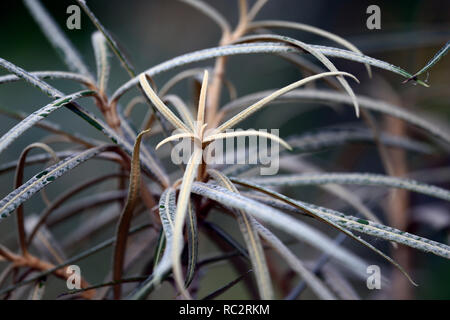 Olearia lacunosa,strette,marrone scuro,foglie,fogliame,capretti tree,RM Floral Foto Stock