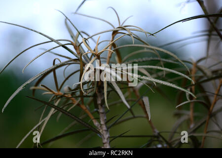 Olearia lacunosa,strette,marrone scuro,foglie,fogliame,capretti tree,RM Floral Foto Stock