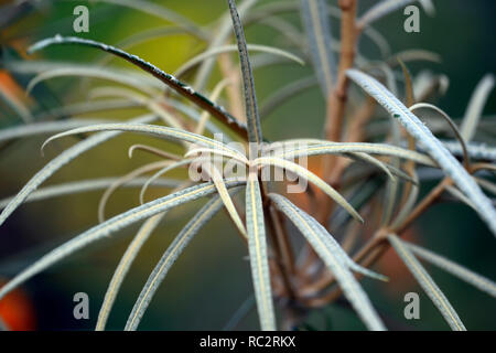 Olearia lacunosa,strette,marrone scuro,foglie,fogliame,capretti tree,RM Floral Foto Stock