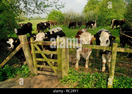 Ostruzione del bestiame su un sentiero pubblico. Foto Stock