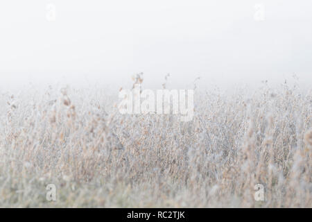 Messa a fuoco selettiva sul campo coperto di brina Foto Stock