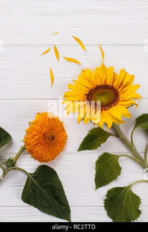 Baby piante di girasole in legno bianco. Bianco sullo sfondo di legno. Foto Stock