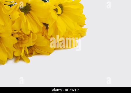 Bel giallo topinambur fiori. Close up. Isolato su bianco. Foto Stock