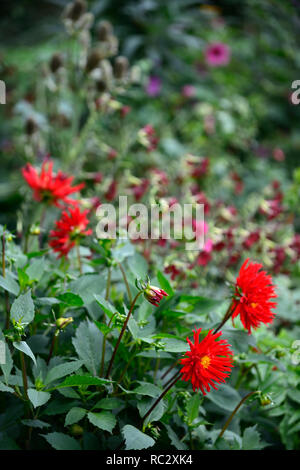 Dahlia Jules Dyson,rosso scarlatto fiori,giallo center,rosso vivace,dalie,semi-cactus,perenne tubero,RM Floral Foto Stock