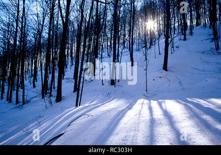 Spagna - Vallès Oriental (distretto) - Catalogna - Barcellona. Montseny Parco Naturale; faggio in Santa Fe di zona in inverno Foto Stock