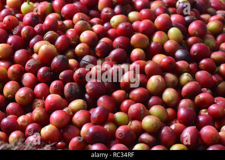 Rosso ciliegia di caffè Foto Stock