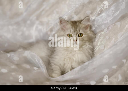 Carino Young British Longhair Cat kitten, nero-argento-Spotted Tabby-, 15 settimane di età, giacente su una coltre bianca e guardando curiosamente Foto Stock