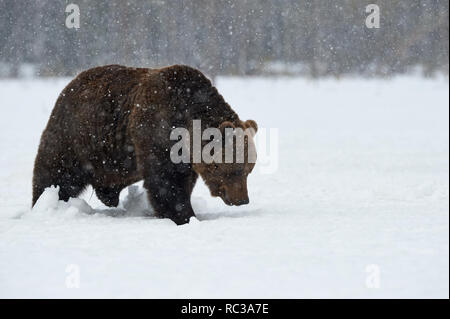 Bella orso bruno passeggiate nella neve in Finlandia durante la discesa di una pesante nevicata Foto Stock