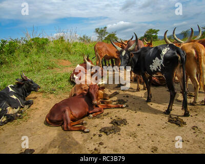 African dalle lunghe corna di bovini nella provincia del Nord Kivu nella Repubblica democratica del Congo Foto Stock