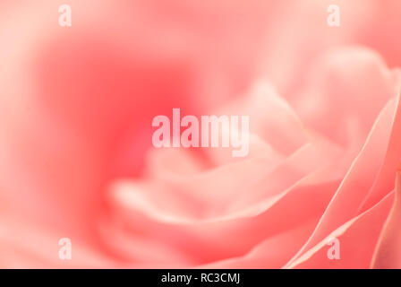 Morbido sfondo rosa in rosa pastello a colori alla moda Foto Stock