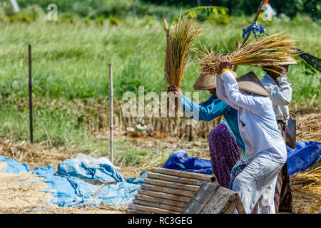 Coltivatori di riso in tradizionali cappelli conici battendo il riso. Bali, Indonesia. Foto Stock