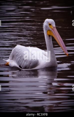 13 gennaio 2019 - 13 gennaio 2019. Cuautitlán Izcalli, Messico. Bianco American Pelican, nel Lago dei gigli. Foto: OMAR L'PEZ (credito Immagine: © Omar LopezZUMA filo) Foto Stock