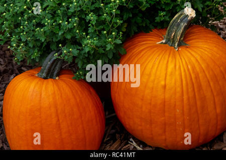 Due round arancione zucca seduto tra mamme sul terreno Foto Stock