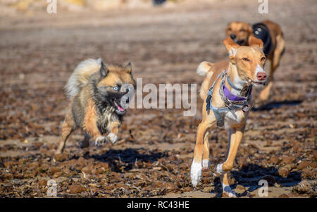 Nizza i cani che si rincorrono sulla spiaggia Foto Stock