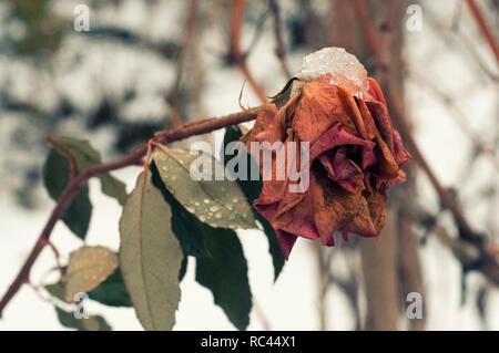 Bella rosa ricoperte di neve. Neve si trova su una rosa congelati. Una grande rosa rossa coperte di neve. L'inizio dell'inverno. Close-up di vividi fiori di rose coperto da Foto Stock