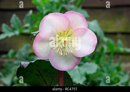Close up Helleborus Cheryls Shine che mostra lo stigma e stami Foto Stock