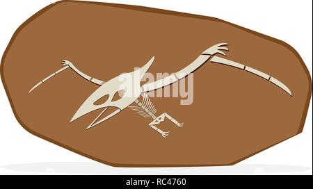 Pterosaurs osso in cray fossile, sul vettore di bianco arte arte Illustrazione Vettoriale