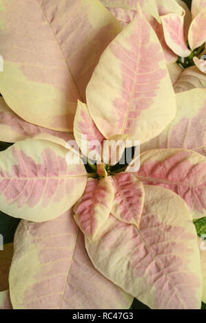 Poinsettia pulcherima mostra variegata di foglie Le piante vengono di solito venduti a tempo di Natale altri colori sono il rosso e bianco crema foglie Foto Stock