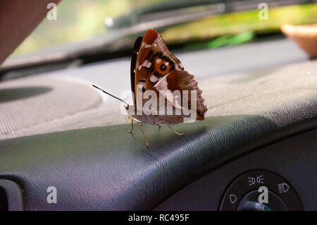 Aglais io o unione peacock è una farfalla colorata seduta sul cruscotto di automobile. Questa vibrante butterfly riscontrato in Europa e Asia temperata come estremo oriente Foto Stock