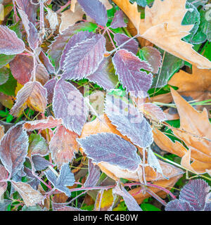 Foglie di autunno caduti a terra durante l'autunno freddo mattino di brina sui bordi Foto Stock