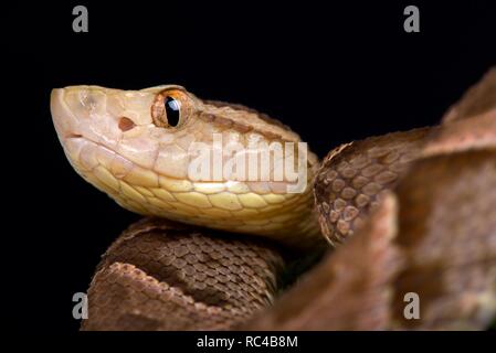 Fer-de-Lancia (Bothrops asper) Foto Stock