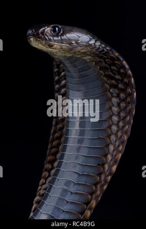 Arabian cobra (Naja arabica) Foto Stock