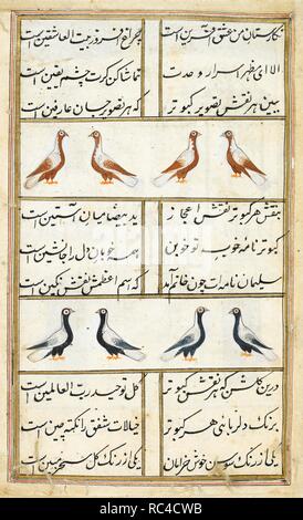 Due righe di piccioni, uccelli del registro superiore essendo marrone e bianco, quelli del registro inferiore essendo blu e bianco. Kabutar-nama. India, 1788. Fonte: i.o. ISLAMIC 4811, f.4. V.o. persiano. Foto Stock