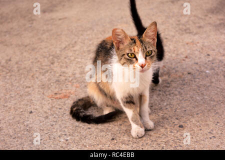 Il calicò (Tabico) gatto randagio mamma con il suo cucciolo Foto Stock